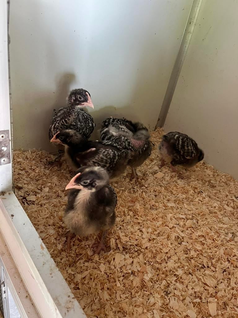 Haantjes mechele koekoek voor vet mesten