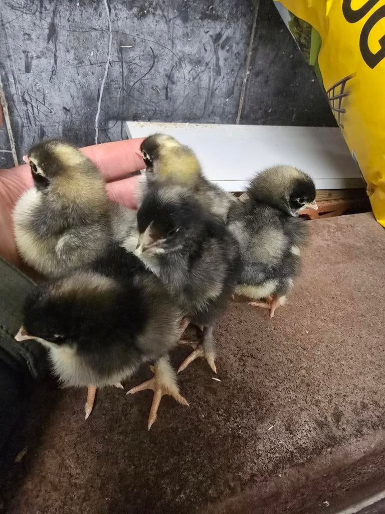 Mechelse koekoek kuikens