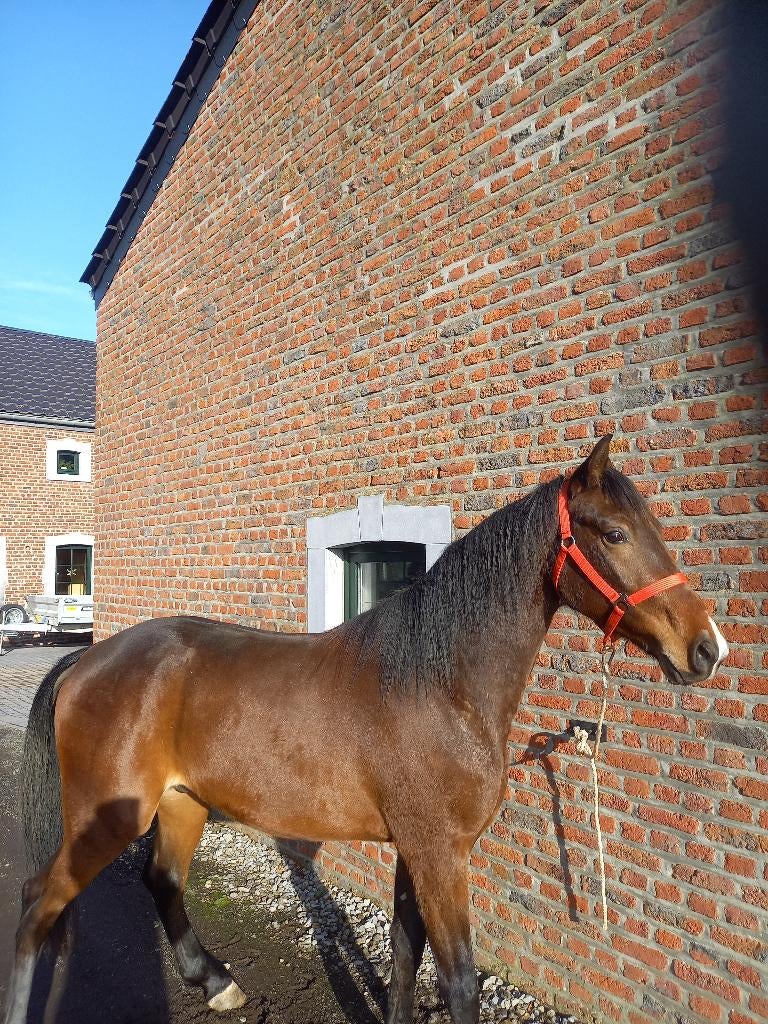 Hongre, Animaux & Accessoires, Chevaux, Hongre, Avec pedigree, 160 à 165 cm, Ne s'applique pas