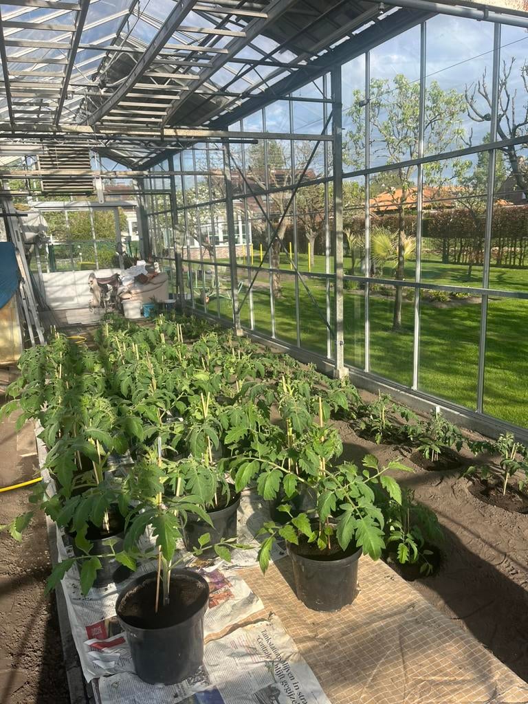 coeur de boeuf tomatenplant, Tuin en Terras, Ophalen, Zo goed als nieuw