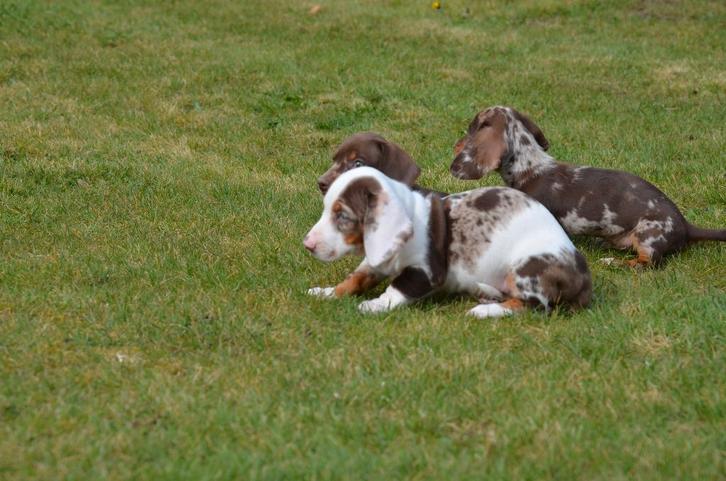 Chiots teckel à poil court, Animaux & Accessoires, Chiens | Teckels & Bassets, Plusieurs animaux, Poils courts, Nain, Éleveur | Professionnel