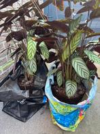 2 grandes plantes Calathea 60cm, Plante à fleurs, Enlèvement, En pot, Moins de 100 cm