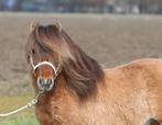 Prachtige crème dun shetlander (dek)hengst, Hengst, A pony (tot 1.17m), 7 tot 10 jaar