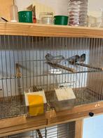 Zebra vinken te koop