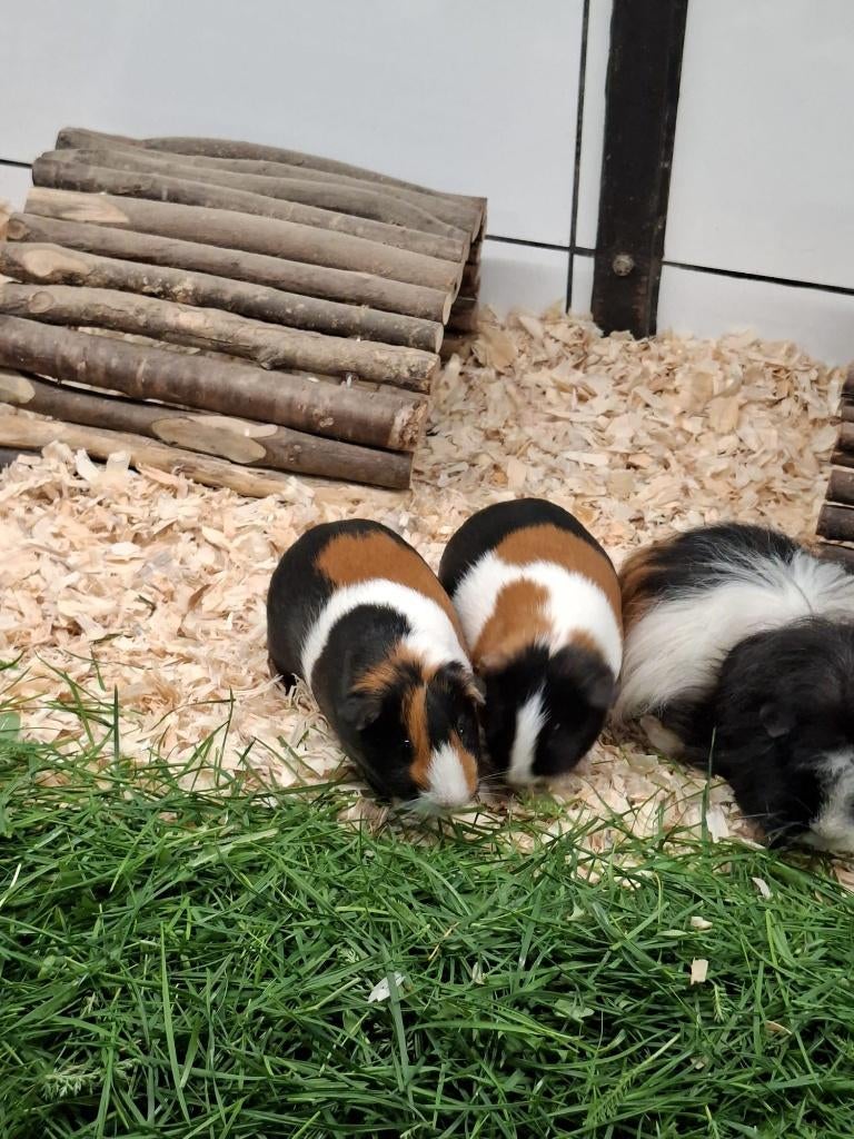 Gladhaarzeugen, Dieren en Toebehoren, Knaagdieren, Vrouwelijk, Cavia, December