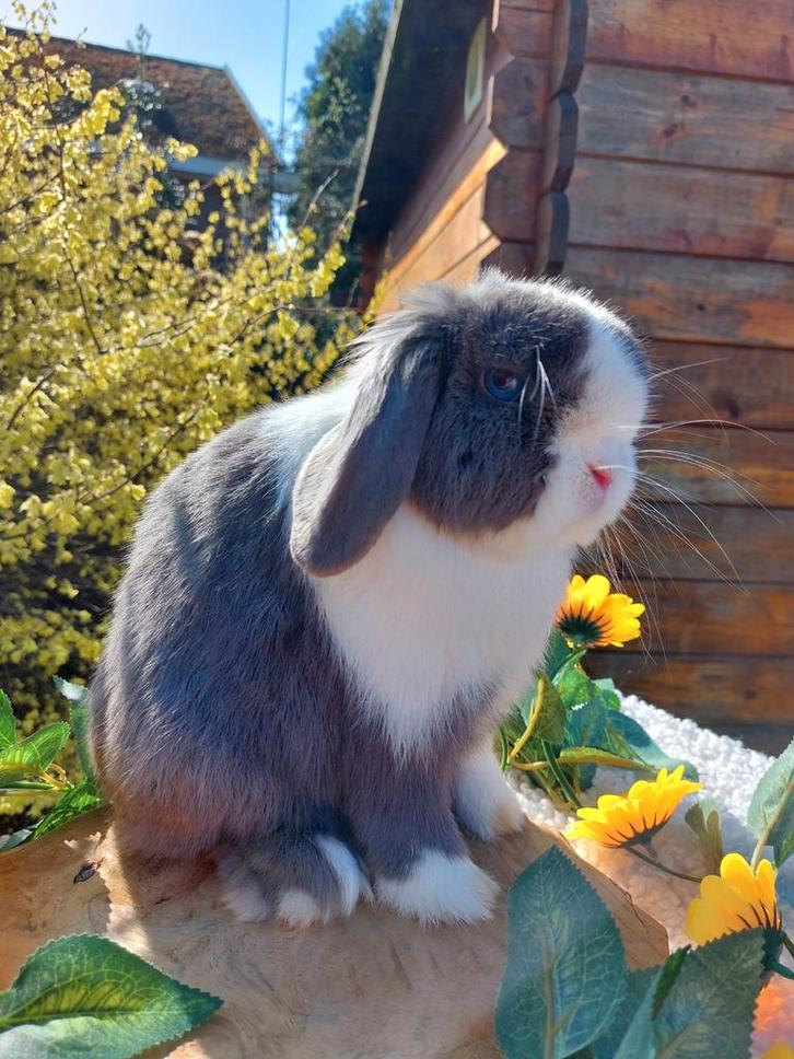 Minilop ram, Animaux & Accessoires, Lapins, Grand