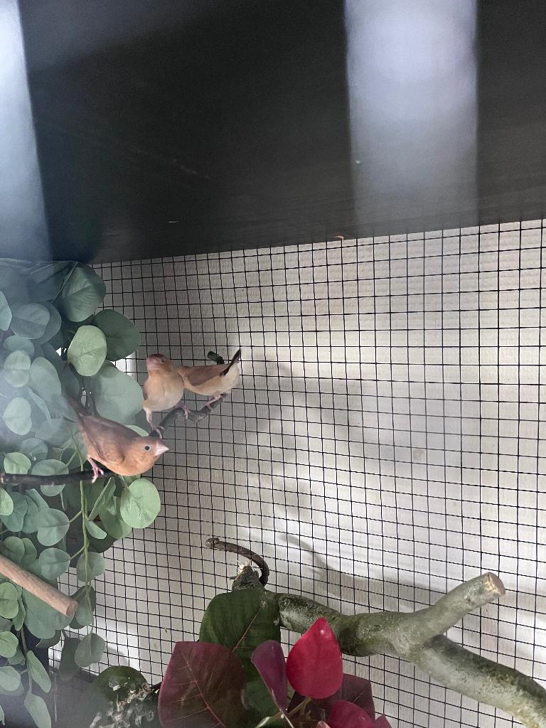 Zilverbekjes, Dieren en Toebehoren, Vogels | Overige Vogels, Meerdere dieren, Tropenvogel, Geringd