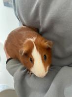 2 cavia beertjes broertjes, Dieren en Toebehoren, Augustus, Mannelijk, Cavia