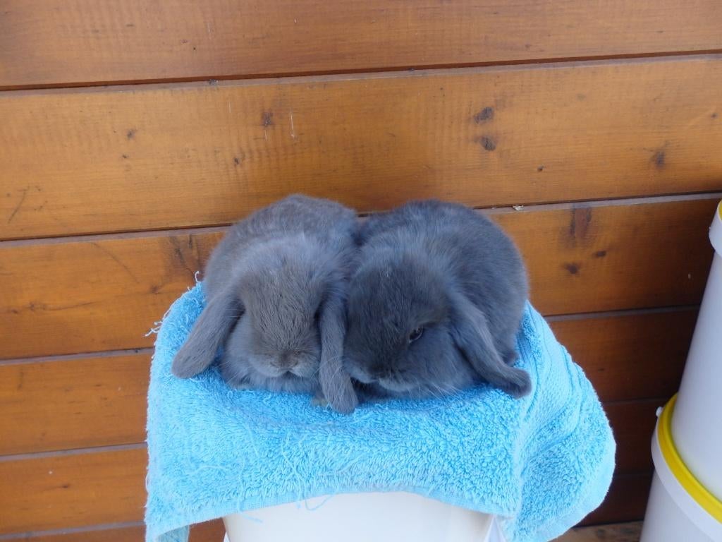 nhd, koppeltje, Animaux & Accessoires, Lapins, Nain, Plusieurs animaux, 0 à 2 ans, Oreilles tombantes