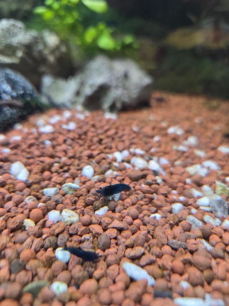 Blue velvet garnalen, Dieren en Toebehoren, Vissen | Aquariumvissen