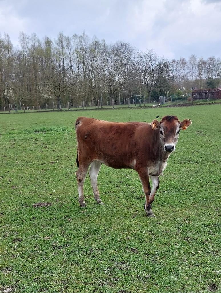 Jersy Kalf, Dieren en Toebehoren, Vrouwelijk, 0 tot 2 jaar