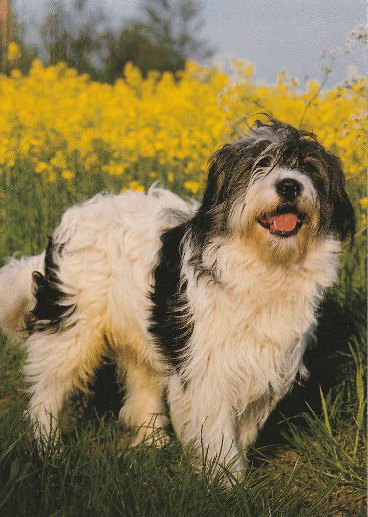 BASTAARD  HOND, Verzamelen, Postkaarten | Dieren, Verzenden, 1980 tot heden, Gelopen, Hond of Kat