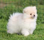 Chiot de Poméranie, Loulou, Chien (mâle), Belgique, Un chien