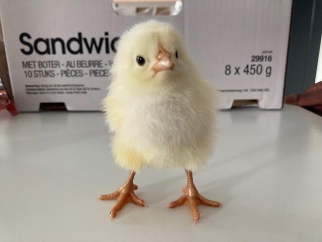 Kuikens Poule de bresse en Cream Legbar, Sexe inconnu, Poule ou poulet