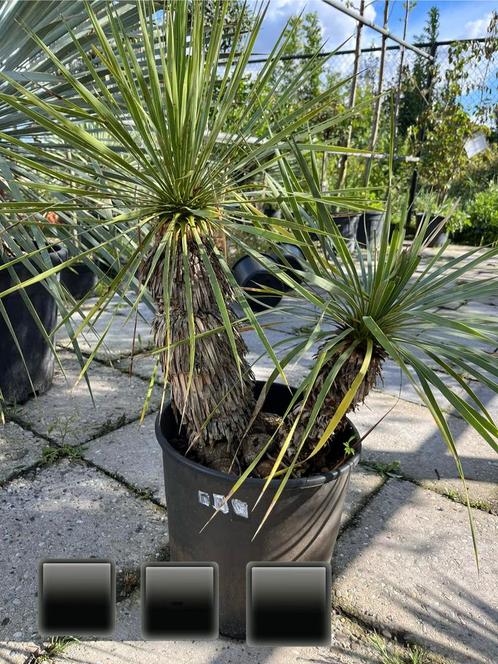 Yucca Rostrata dubbele stam div. groottes, Jardin & Terrasse, Plantes | Jardin, Enlèvement