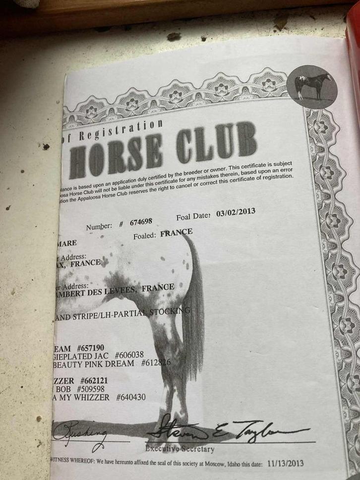 APPALOOSA merrie  vol papieren multifunctioneel, Dieren en Toebehoren, Paarden, Merrie, Niet van toepassing, Minder dan 160 cm