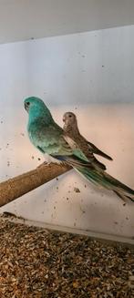 2 koppels roodruggen, Dieren en Toebehoren, Vogels | Parkieten en Papegaaien