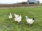 Sussex baby kuikens hennetjes, gesekst en ingeënt, Dieren en Toebehoren, Pluimvee, Vrouwelijk, Kip