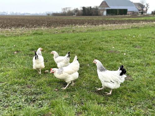 Sussex baby kuikens hennetjes, gesekst en ingeënt, Dieren en Toebehoren, Pluimvee, Kip, Vrouwelijk