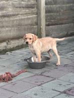 Speciale, echt in huis met liefde gefokte labrador pups, België, Fokker | Hobbymatig, CDV (hondenziekte), 8 tot 15 weken