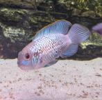 Electric blue acara 6/7 cm, Dieren en Toebehoren, Vis, Zoetwatervis