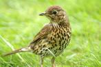 Zanglijsters, Dieren en Toebehoren, Vogels | Overige Vogels, Meerdere dieren, Wildzangvogel, Geringd