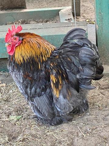 Cochin Krielhaan, Dieren en Toebehoren, Mannelijk, Kip