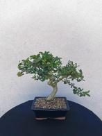 Bonsai Pyracantha in mooie geglazuurde schaal., Verzenden, Zomer