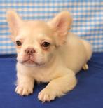 Prachtige langharige Franse bulldogs pups!, Dieren en Toebehoren, Honden | Bulldogs, Pinschers en Molossers, 15 weken tot 1 jaar