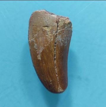 Fossiele tand -  Carcharodontosaurus  sp. - 45 mm - 25 mm beschikbaar voor biedingen