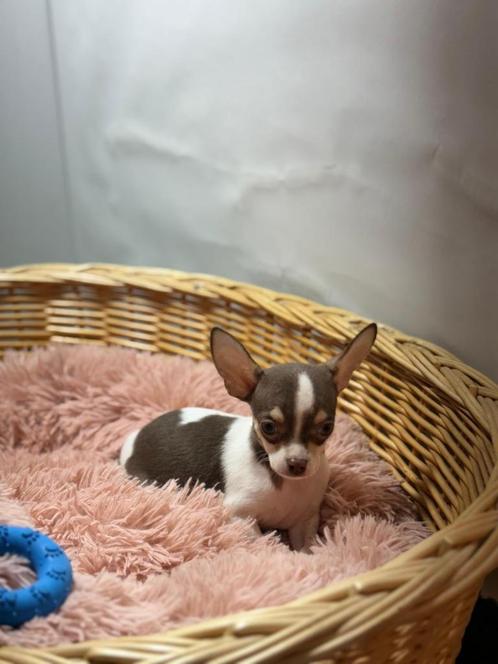 Chihuahua pups, Dieren en Toebehoren, Honden | Chihuahua's en Gezelschapshonden, Meerdere dieren, Chihuahua, Fokker | Professioneel