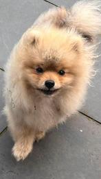 Pomerian puppy, Enlèvement ou Envoi