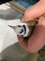 Chardonnert parva panaché 2022 reproducteur, Dieren en Toebehoren, Vogels | Overige Vogels