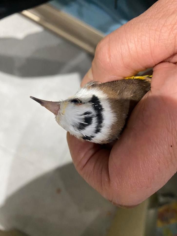 Chardonnert parva panaché 2022 reproducteur, Dieren en Toebehoren, Vogels | Overige Vogels