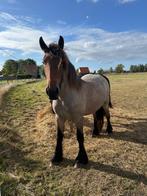 2-jarige merrie, Dieren en Toebehoren, Paarden, Merrie, Gechipt, 0 tot 2 jaar