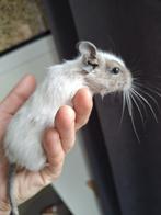 Jonge degoe man, Dieren en Toebehoren, Knaagdieren, December, Mannelijk, Overige typen