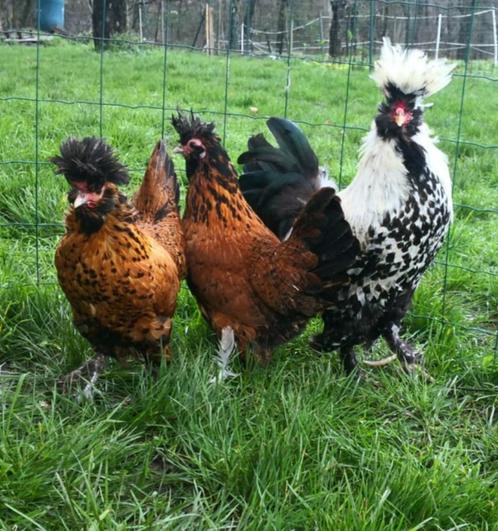 Œufs Pavlov doré / argenté, Dieren en Toebehoren, Pluimvee, Kip