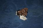 jack russel pups, Dieren en Toebehoren, België, Fokker | Hobbymatig, Jack Russell Terriër, 8 tot 15 weken