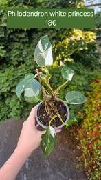 Philodendron White Princess, Huis en Inrichting, Kamerplanten, Ophalen of Verzenden