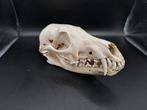 Crâne de renard 1, Collections, Collections Animaux, Comme neuf, Crâne, Animal sauvage, Enlèvement ou Envoi