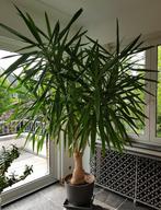 Plantes  ( Yucca et Ficus ), Maison & Meubles, Plantes d'intérieur, Plante verte, 200 cm ou plus, Ficus, Enlèvement