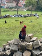 Krieltjes. gratis (4tal met  2 haantjes), Dieren en Toebehoren, Pluimvee