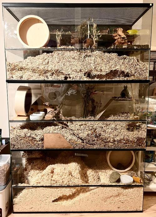 XXL Glazen Terrarium voor Chinchilla’s en Degoes, Animaux & Accessoires, Rongeurs & Lapins | Cages & Clapiers, Neuf, Niche, 90 cm ou plus