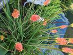 plantes diverses, Tuin en Terras, Planten | Tuinplanten, Ophalen