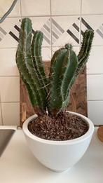 Cactus, Huis en Inrichting, Kamerplanten, Ophalen, Cactus, Minder dan 100 cm, Volle zon