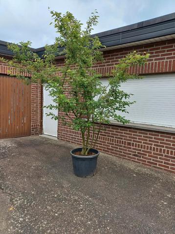 Amelanchier Lamarckii, Krentenboompje, Tuin en Terras, Ophalen, Overige soorten, Struik, 100 tot 250 cm
