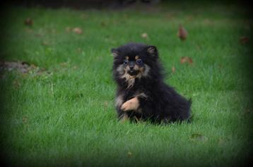 Keeshond pups black&tan beschikbaar voor biedingen