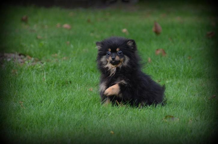 Keeshond pups black&tan, Dieren en Toebehoren, Honden | Poolhonden, Keeshonden en Oertypen, Meerdere dieren, Keeshond, Fokker | Professioneel