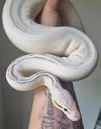 0.1 highway cinnamon pastel 100% het clown koningspython