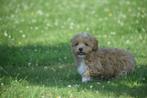 Maltipoo pups, Dieren en Toebehoren, België, Overige rassen, 8 tot 15 weken, Meerdere